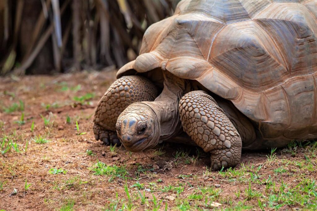 Aldabra giant tortoise Seychelles