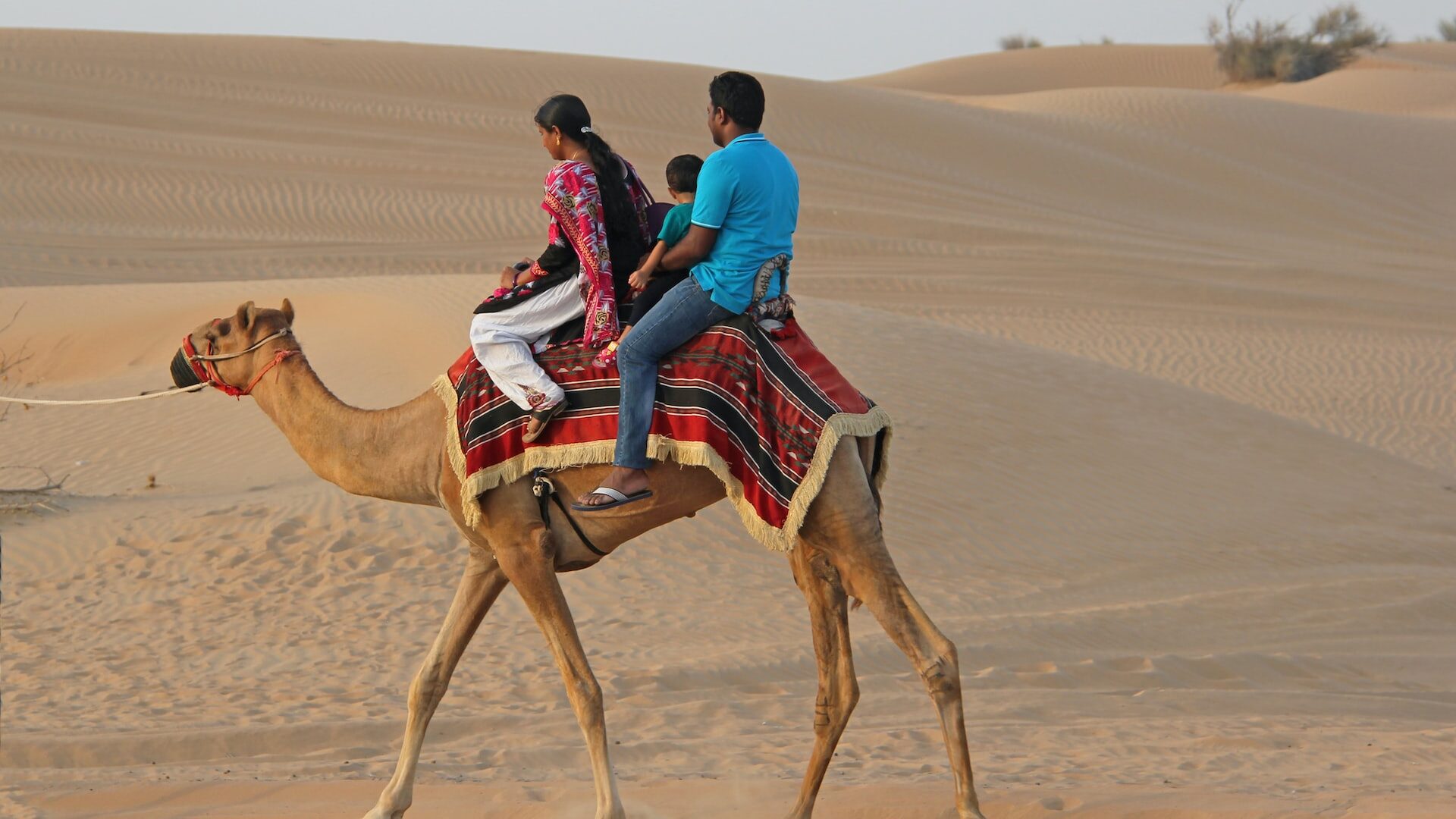 Camel riding at Dubai Desert