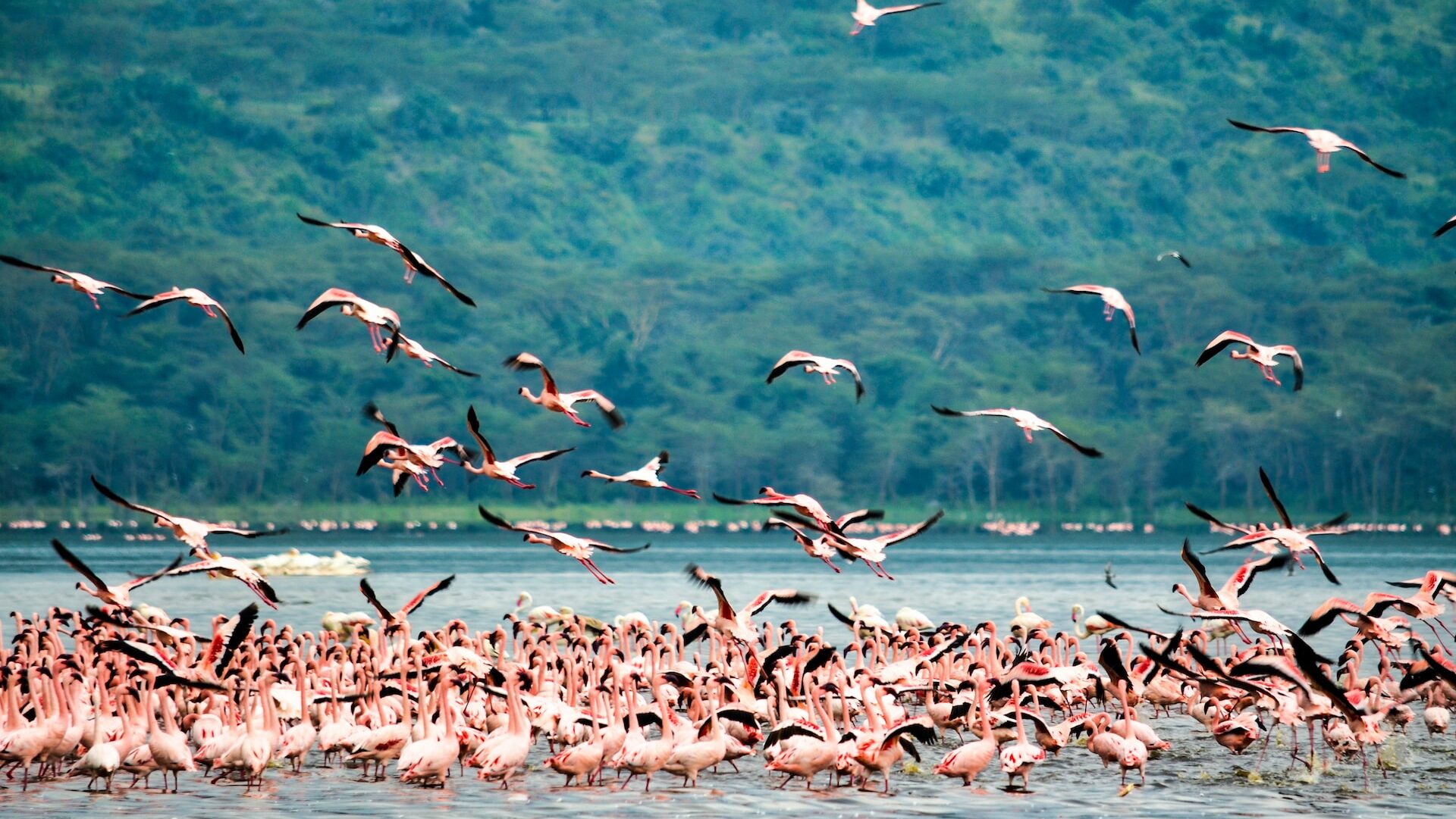 Flock of birds, Nakuru, Kenya