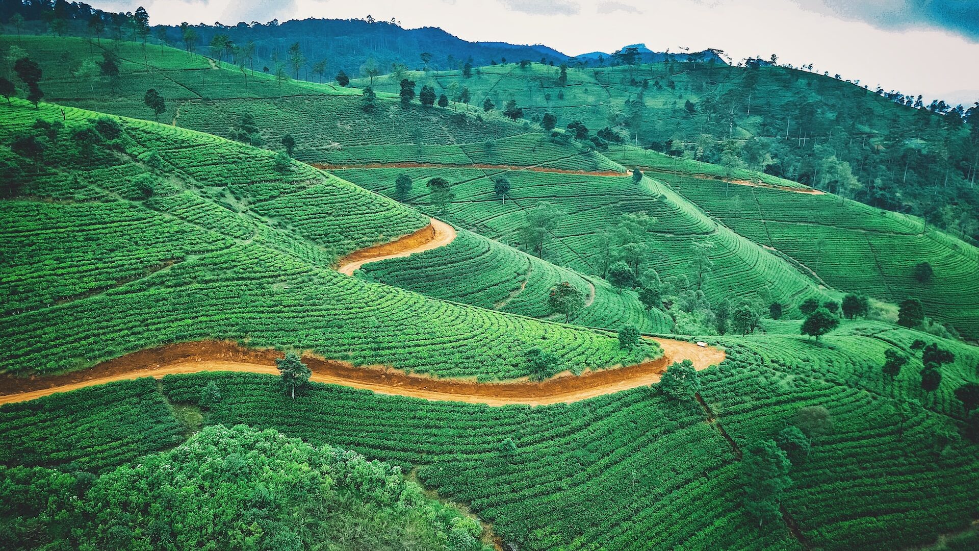 Sri Lanka - Tea plantation